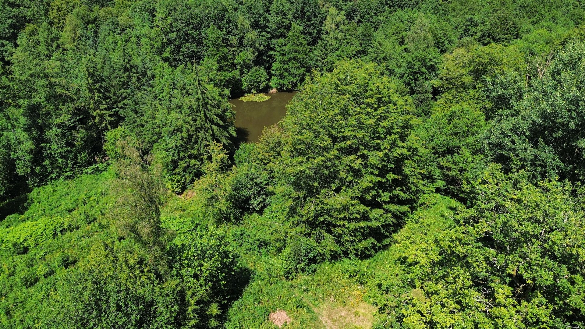 Forêt de Gespunsart