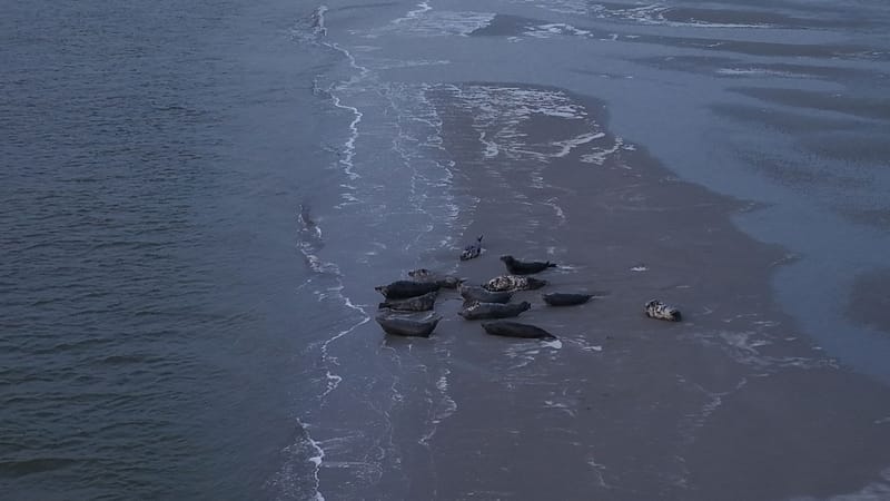 Phoque berck